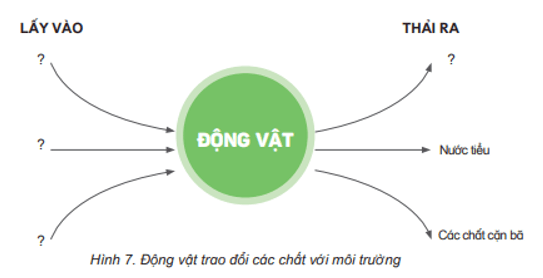 Khoa học lớp 4 Kết nối tri thức Bài 16: Động vật cần gì để sống?