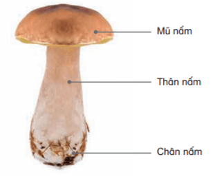 Khoa học lớp 4 Kết nối tri thức Bài 19: Đặc điểm chung của nấm