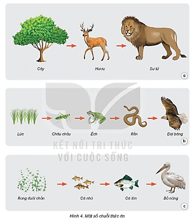 Khoa học lớp 4 Kết nối tri thức Bài 30: Vai trò của thực vật trong chuỗi thức ăn