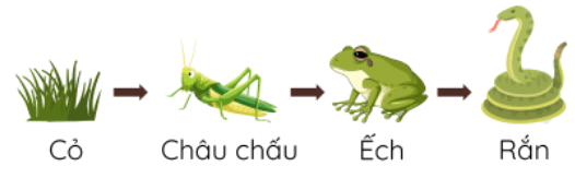 (Kết nối tri thức) Trắc nghiệm Khoa học lớp 4 Bài 29 (có đáp án): Chuỗi thức ăn trong tự nhiên