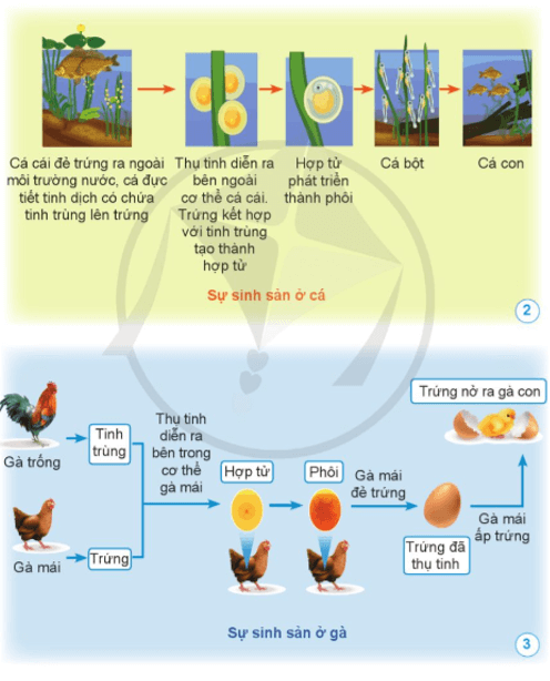 Khoa học lớp 5 Cánh diều Bài 10: Sự sinh sản ở động vật đẻ trứng và động vật đẻ con
