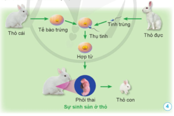 Khoa học lớp 5 Cánh diều Bài 10: Sự sinh sản ở động vật đẻ trứng và động vật đẻ con