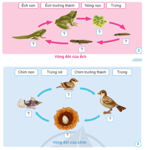 Khoa học lớp 5 Cánh diều Khoa học lớp 5 Bài 11: Vòng đời của động vật đẻ trứng và động vật đẻ con