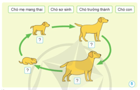 Khoa học lớp 5 Cánh diều Khoa học lớp 5 Bài 11: Vòng đời của động vật đẻ trứng và động vật đẻ con