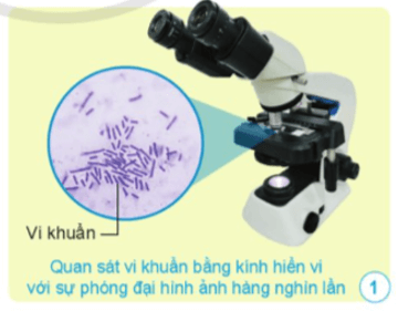 Khoa học lớp 5 Cánh diều Bài 12: Vi khuẩn và vi khuẩn gây bệnh ở người