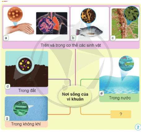 Khoa học lớp 5 Cánh diều Bài 12: Vi khuẩn và vi khuẩn gây bệnh ở người