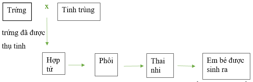 Khoa học lớp 5 Cánh diều Bài 15: Sự sinh sản ở người