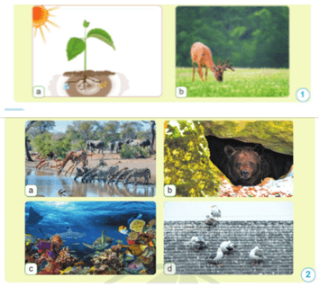 Khoa học lớp 5 Cánh diều Bài 19: Chức năng của môi trường đối với sinh vật