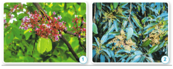 Khoa học lớp 5 Cánh diều Bài 8: Sự sinh sản của thực vật có hoa