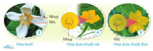 Khoa học lớp 5 Cánh diều Bài 8: Sự sinh sản của thực vật có hoa