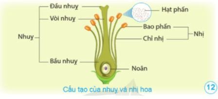 Khoa học lớp 5 Cánh diều Bài 8: Sự sinh sản của thực vật có hoa