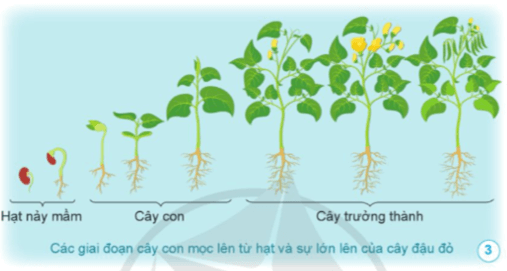 Khoa học lớp 5 Cánh diều Bài 9: Sự lớn lên và phát triển của thực vật có hoa