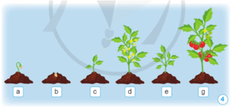 Khoa học lớp 5 Cánh diều Bài 9: Sự lớn lên và phát triển của thực vật có hoa