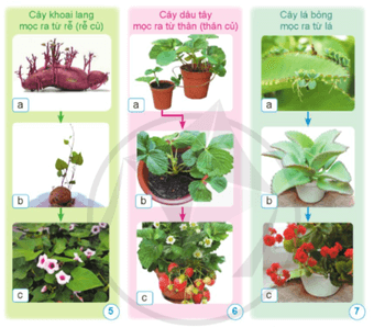 Khoa học lớp 5 Cánh diều Bài 9: Sự lớn lên và phát triển của thực vật có hoa