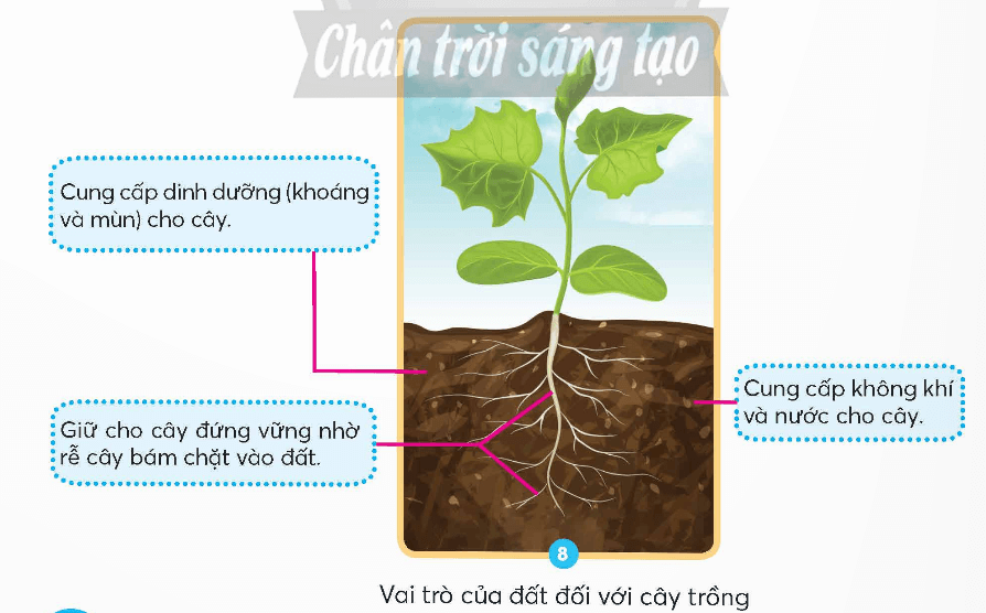 Khoa học lớp 5 Chân trời sáng tạo Bài 1: Thành phần và vai trò của đất