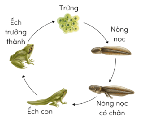 Trắc nghiệm Khoa học lớp 5 Chân trời sáng tạo Bài 16 (có đáp án): Sự lớn lên và phát triển của động vật