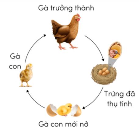 Trắc nghiệm Khoa học lớp 5 Chân trời sáng tạo Bài 16 (có đáp án): Sự lớn lên và phát triển của động vật