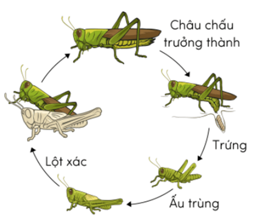Trắc nghiệm Khoa học lớp 5 Chân trời sáng tạo Bài 16 (có đáp án): Sự lớn lên và phát triển của động vật