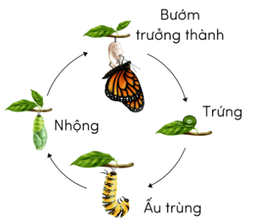 Trắc nghiệm Khoa học lớp 5 Chân trời sáng tạo Bài 16 (có đáp án): Sự lớn lên và phát triển của động vật