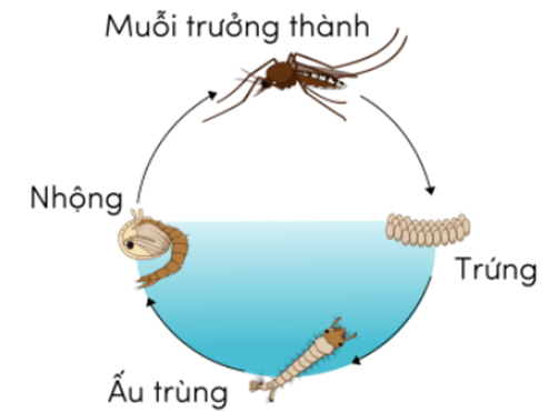 Trắc nghiệm Khoa học lớp 5 Chân trời sáng tạo Bài 16 (có đáp án): Sự lớn lên và phát triển của động vật