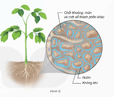  Khoa học lớp 5 Kết nối tri thức Bài 1: Thành phần và vai trò của đất đối với cây trồng