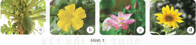 Khoa học lớp 5 Kết nối tri thức Bài 13: Sinh sản của thực vật có hoa