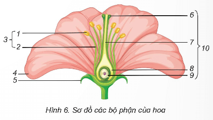 Khoa học lớp 5 Kết nối tri thức Bài 13: Sinh sản của thực vật có hoa