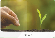 Khoa học lớp 5 Kết nối tri thức Bài 14: Sự phát triển của cây con