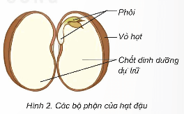 Khoa học lớp 5 Kết nối tri thức Bài 14: Sự phát triển của cây con