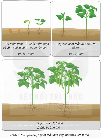 Khoa học lớp 5 Kết nối tri thức Bài 14: Sự phát triển của cây con