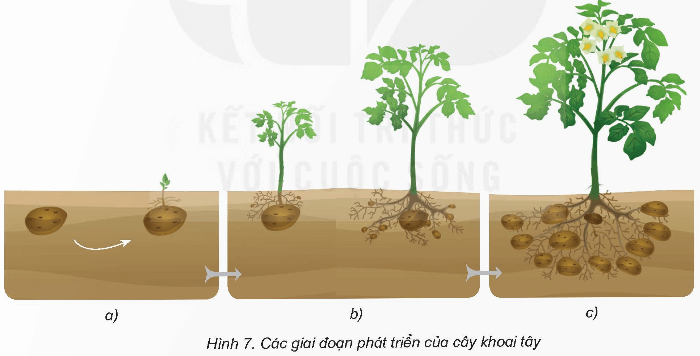 Khoa học lớp 5 Kết nối tri thức Bài 14: Sự phát triển của cây con