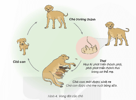 Khoa học lớp 5 Kết nối tri thức Bài 16: Vòng đời và sự phát triển của động vật