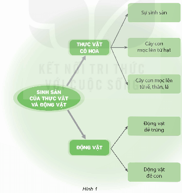 Khoa học lớp 5 Kết nối tri thức Bài 17: Ôn tập chủ đề Thực vật và động vật