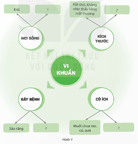 Khoa học lớp 5 Kết nối tri thức Bài 21: Ôn tập chủ đề Vi khuẩn