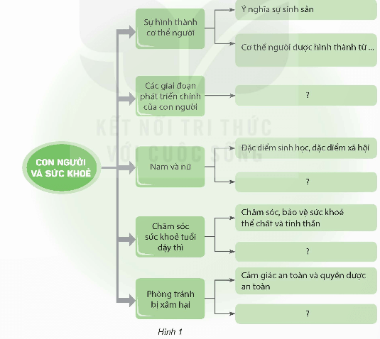 Khoa học lớp 5 Kết nối tri thức Bài 27: Ôn tập chủ đề Con người và sức khoẻ