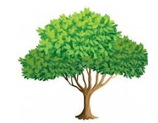  (Kết nối tri thức) Trắc nghiệm Khoa học lớp 5 Bài 1 (có đáp án): Thành phần và vai trò của đất đối với cây trồng