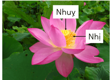  (Kết nối tri thức) Trắc nghiệm Khoa học lớp 5 Bài 13 (có đáp án): Sinh sản của thực vật có hoa