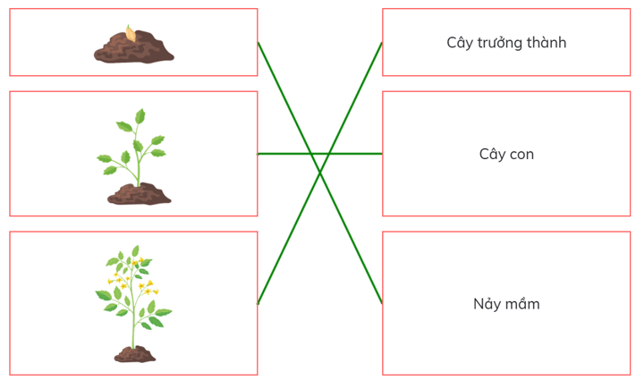  (Kết nối tri thức) Trắc nghiệm Khoa học lớp 5 Bài 14 (có đáp án): Sự phát triển của cây con