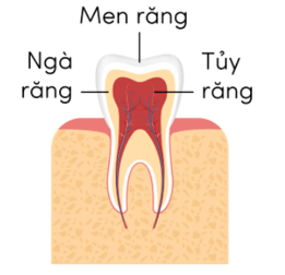  (Kết nối tri thức) Trắc nghiệm Khoa học lớp 5 Bài 20 (có đáp án): Vi khuẩn gây bệnh ở người và cách phòng tránh