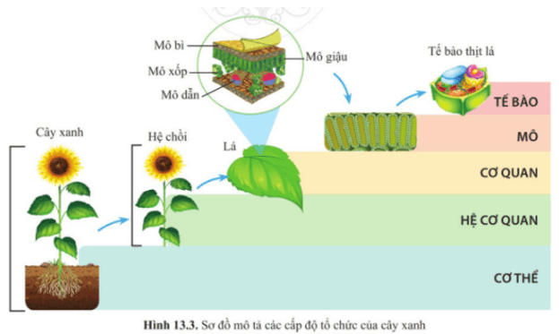 Dựa vào hình 13.3, hãy kể tên một số loại mô cấu tạo nên lá ở cây xanh