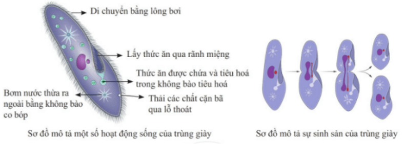 Trùng giày là sinh vật đơn bào sống phổ biến trong nước