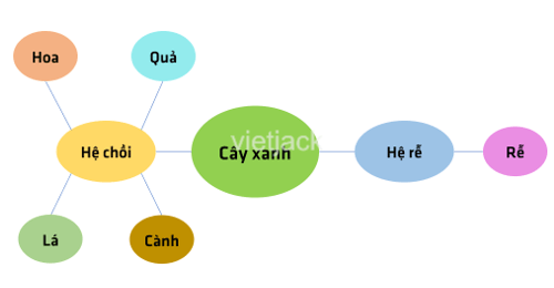 Liệt kê một số cơ quan và hệ cơ quan ở cơ thể cây xanh và cơ thể người