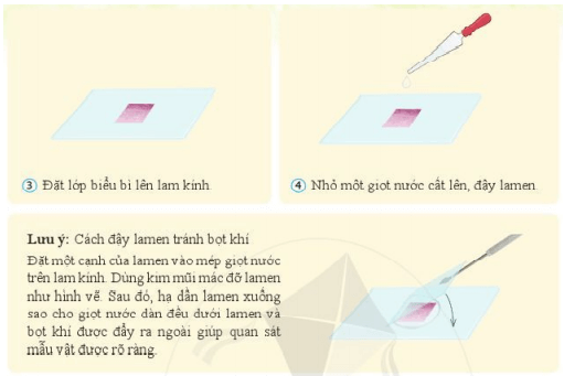 Lý thuyết Khoa học tự nhiên 6 Bài 12: Tế bào – Đơn vị cơ sở của sự sống