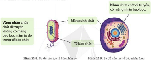 Lý thuyết Khoa học tự nhiên 6 Bài 12: Tế bào – Đơn vị cơ sở của sự sống