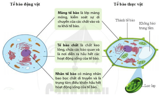 Lý thuyết Khoa học tự nhiên 6 Bài 12: Tế bào – Đơn vị cơ sở của sự sống | Cánh diều