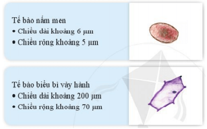 Lý thuyết Khoa học tự nhiên 6 Bài 12: Tế bào – Đơn vị cơ sở của sự sống