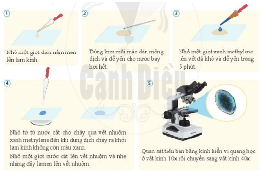 Lý thuyết Khoa học tự nhiên 6 Bài 13: Từ tế bào đến cơ thể