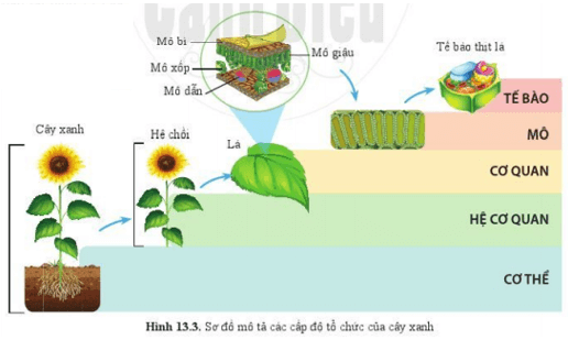 Lý thuyết Khoa học tự nhiên 6 Bài 13: Từ tế bào đến cơ thể