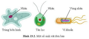 Lý thuyết Khoa học tự nhiên 6 Bài 13: Từ tế bào đến cơ thể | Cánh diều