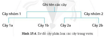 Lý thuyết Khoa học tự nhiên 6 Bài 15: Khóa lưỡng phân